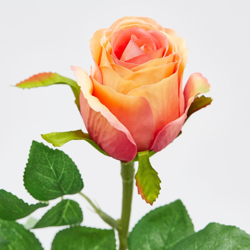 Rose oransje EDG Enzo de Gasperi