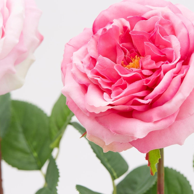 Rose Alma rosa mørk EDG Enzo de Gasperi