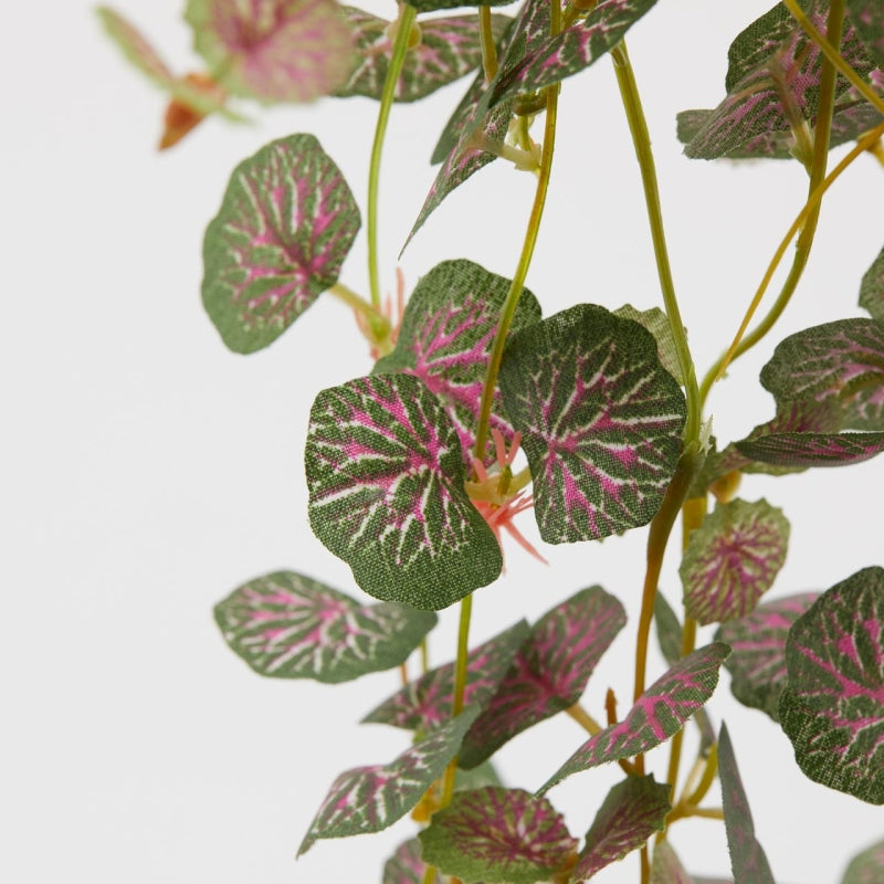 Begonia blader EDG Enzo de Gasperi