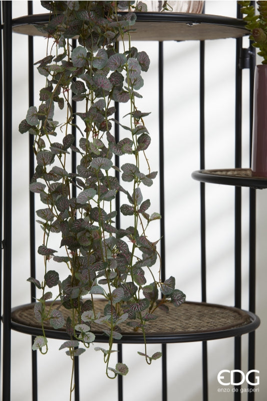 Begonia blader EDG Enzo de Gasperi