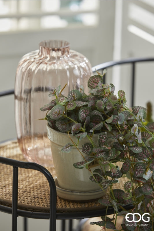 Begonia blader EDG Enzo de Gasperi