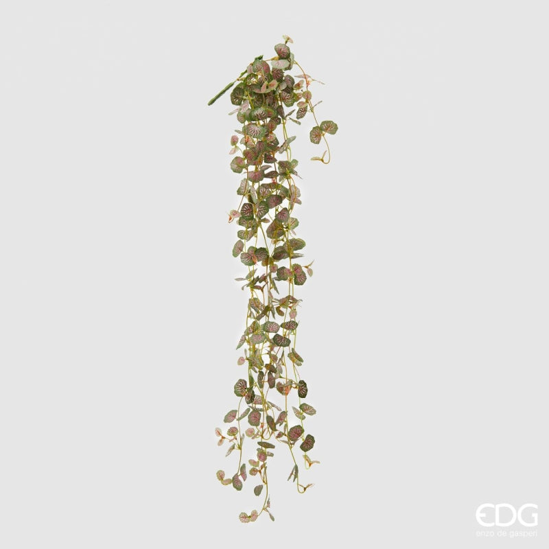 Begonia blader EDG Enzo de Gasperi
