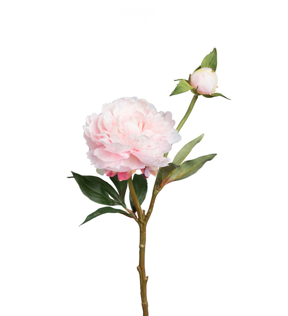 Pioner rosa Mr Plant