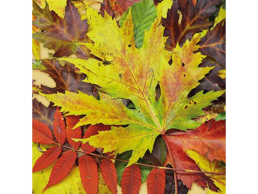 Serviett lunsj Autumn fall festival Ambiente