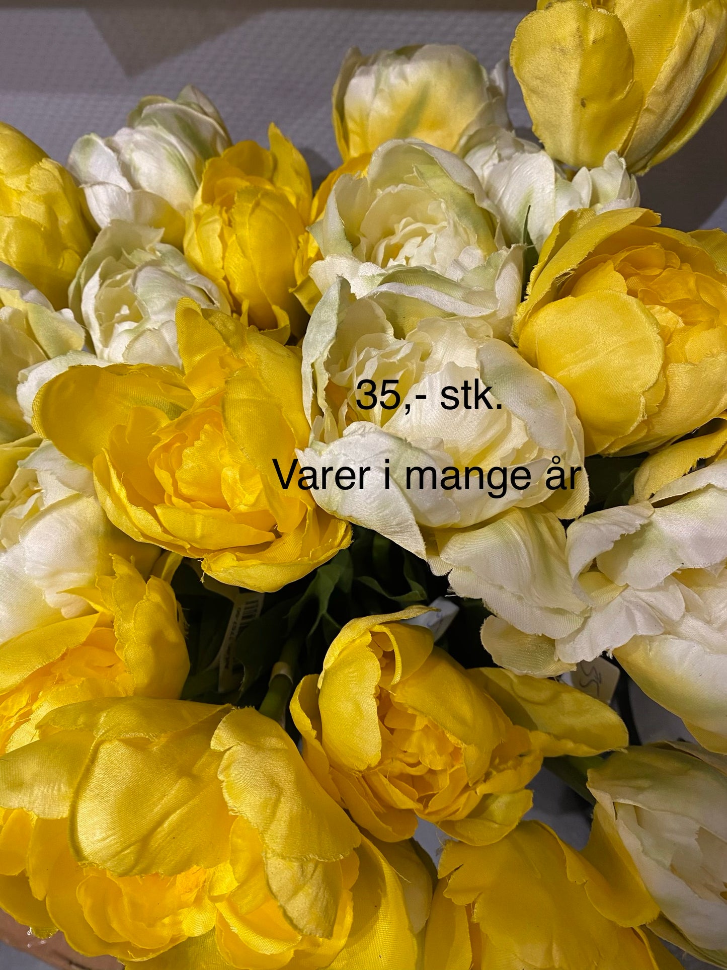 Tulipan lys gul Mr plant
