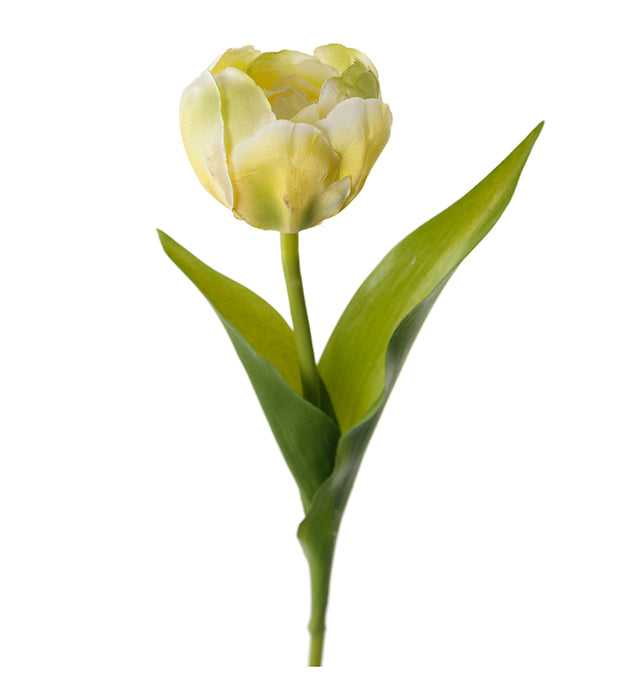 Tulipan lys gul Mr plant