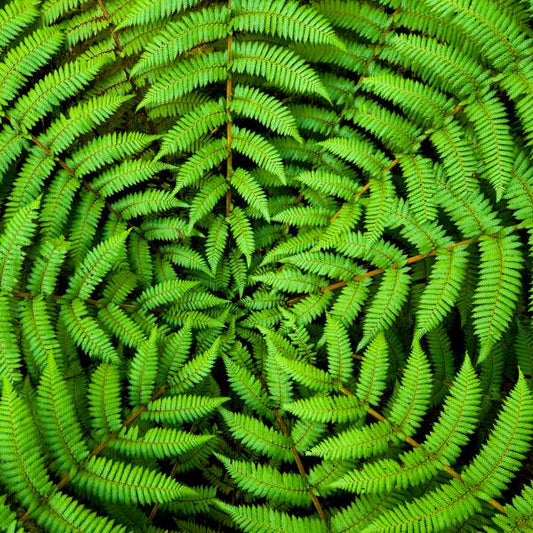 Serviett lunsj bregner circle leaves Duni Paper Design