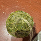 Moseball m snor gulltråd 7cm Mr Plant