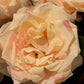 Roser dus rosa EDG Enzo de Gasperi
