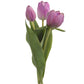 Tulipan lilla Mr Plant