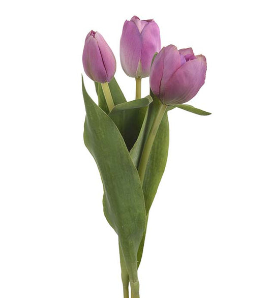 Tulipan lilla Mr Plant