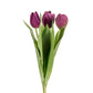 Tulipan lilla mørk Mr Plant
