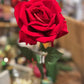 Rose rød langstilket  50 cm Mr Plant