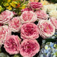 Rose Alma rosa og hvit EDG Enzo de Gasperi