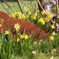 Høne eller hane rust ELD garden