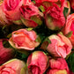 Roser rosa bukett EDG Enzo de Gasperi