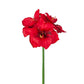 Amaryllis rød 65 cm Mr Plant