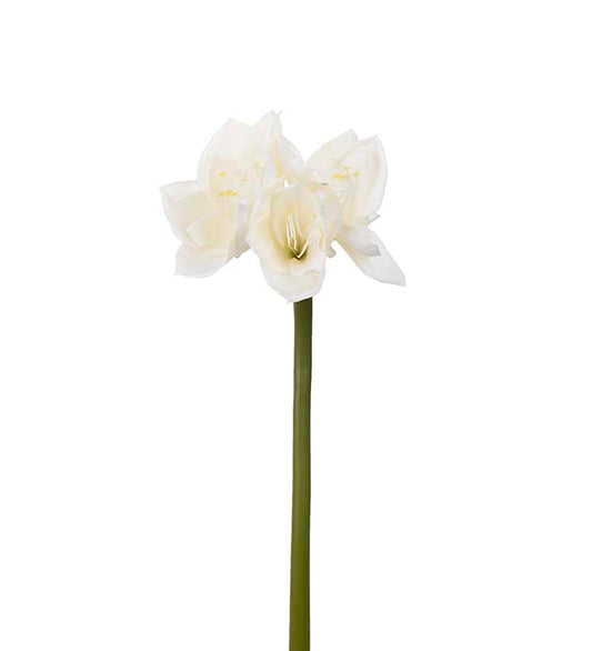 Amaryllis krem hvit 60 cm Mr Plant