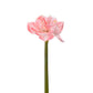 Amaryllis rosa 60 cm Mr Plant