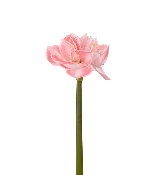 Amaryllis rosa 60 cm Mr Plant