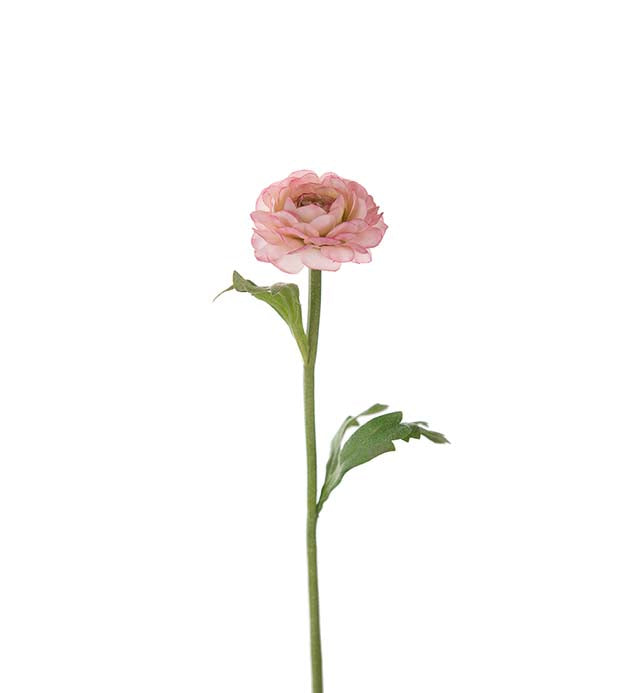 Ranunkler rosa 35 cm Mr Plant
