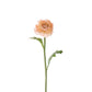 Ranunkler fersken 35 cm Mr Plant