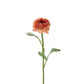 Ranunkler fersken mørk 35 cm Mr Plant