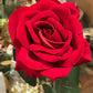 Rose rød langstilket  50 cm Mr Plant