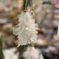 Juletre fjær hvitt Alot decoration