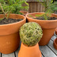 Moseball m snor gulltråd 7cm Mr Plant