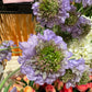 Scabiosa EDG Enzo de Gasperi