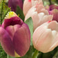 Tulipan lilla Mr Plant