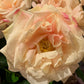 Roser dus rosa EDG Enzo de Gasperi