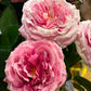 Rose Alma rosa mørk EDG Enzo de Gasperi