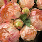 Pioner rosa bukett  9stk EDG Enzo de Gasperi