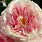 Rose Alma rosa og hvit EDG Enzo de Gasperi