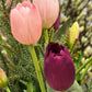 Tulipan lilla Mr Plant