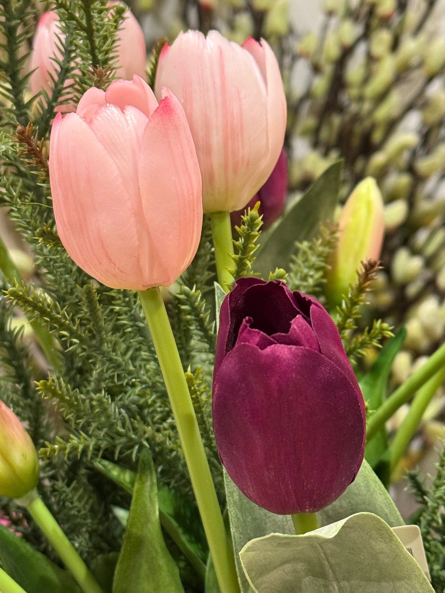 Tulipan lilla Mr Plant