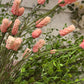 Rosa Pimpinell 80 cm Mr Plant
