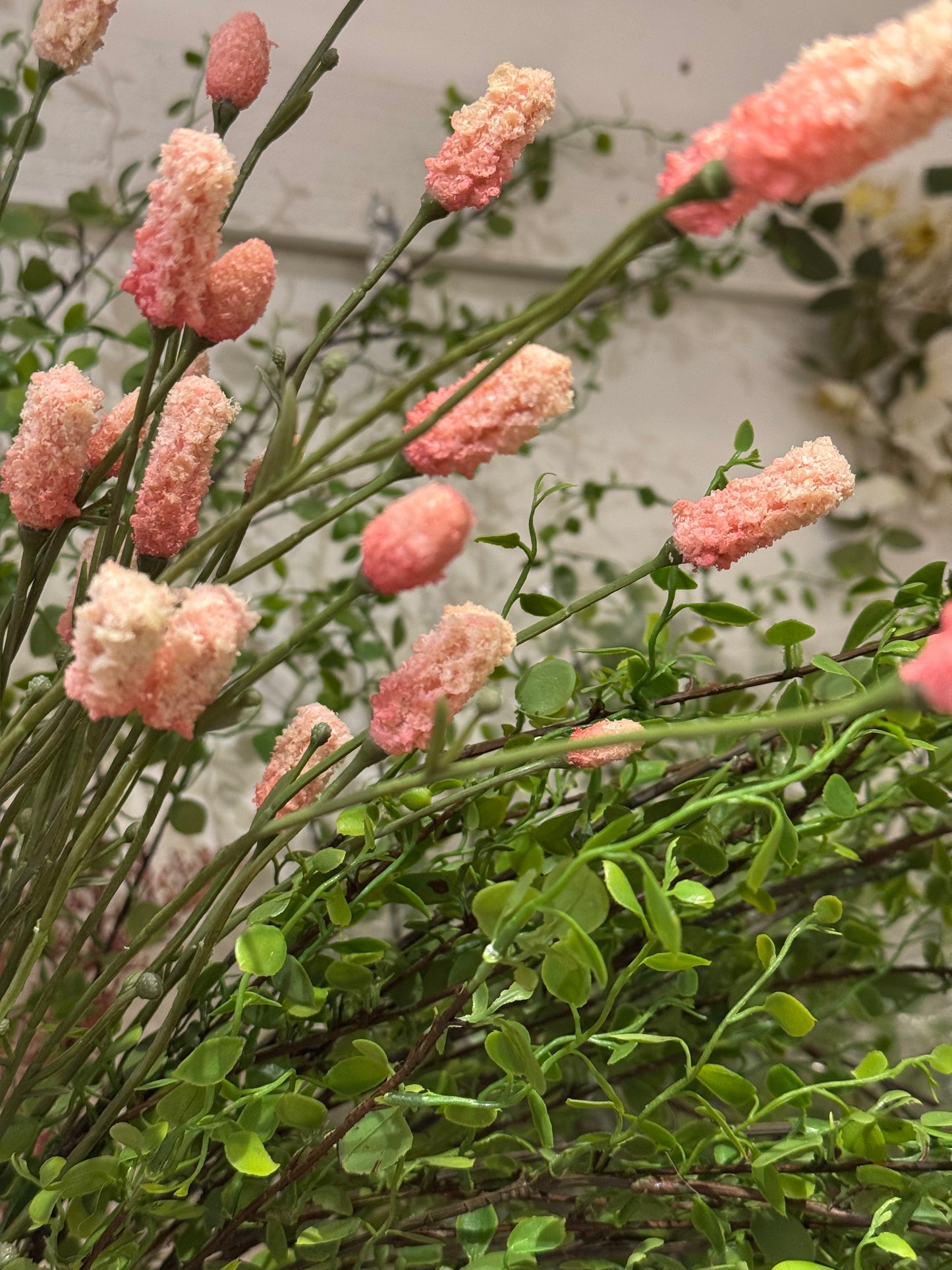 Rosa Pimpinell 80 cm Mr Plant