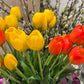 Tulipaner 5 stk gule EDG Enzo de Gasperi