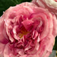 Rose Alma rosa mørk EDG Enzo de Gasperi