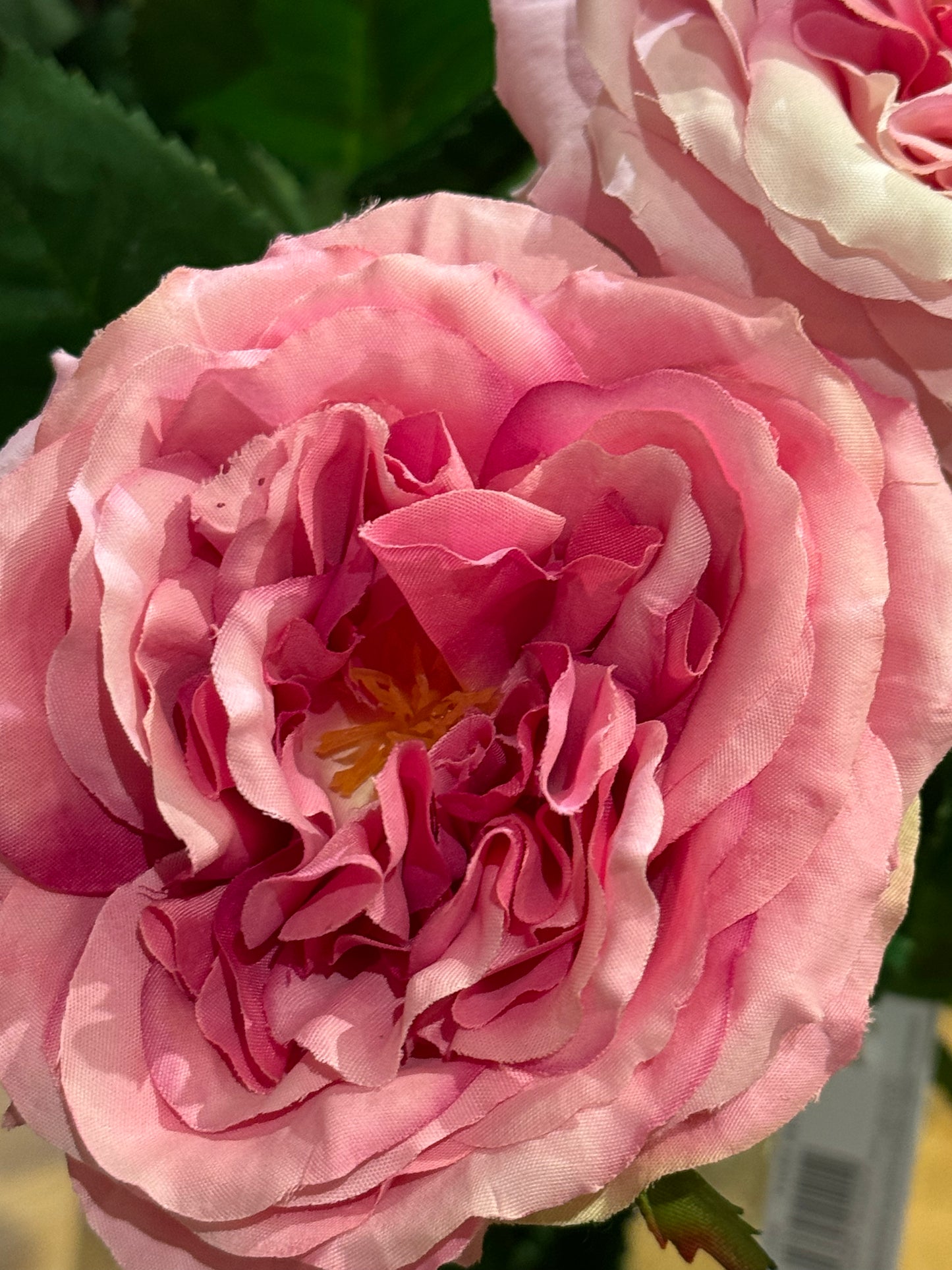 Rose Alma rosa mørk EDG Enzo de Gasperi