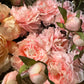 Pioner rosa Mr Plant