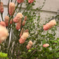 Rosa Pimpinell 80 cm Mr Plant