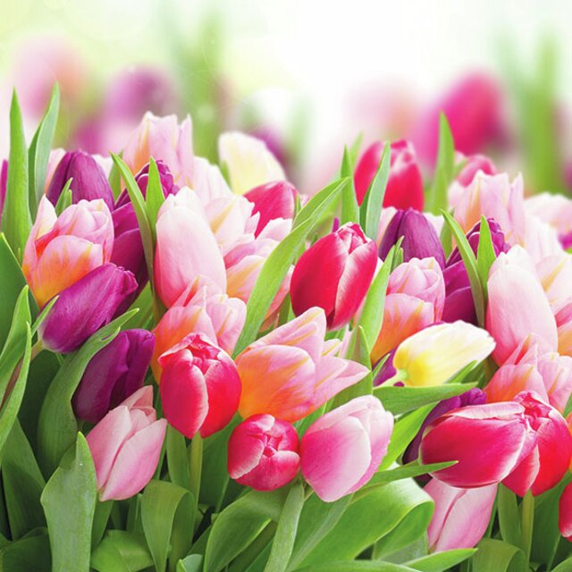 Serviett lunsj tulipaner Glorious tulips Ambiente