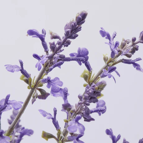 Lavendel kvist EDG Enzo de Gasperi