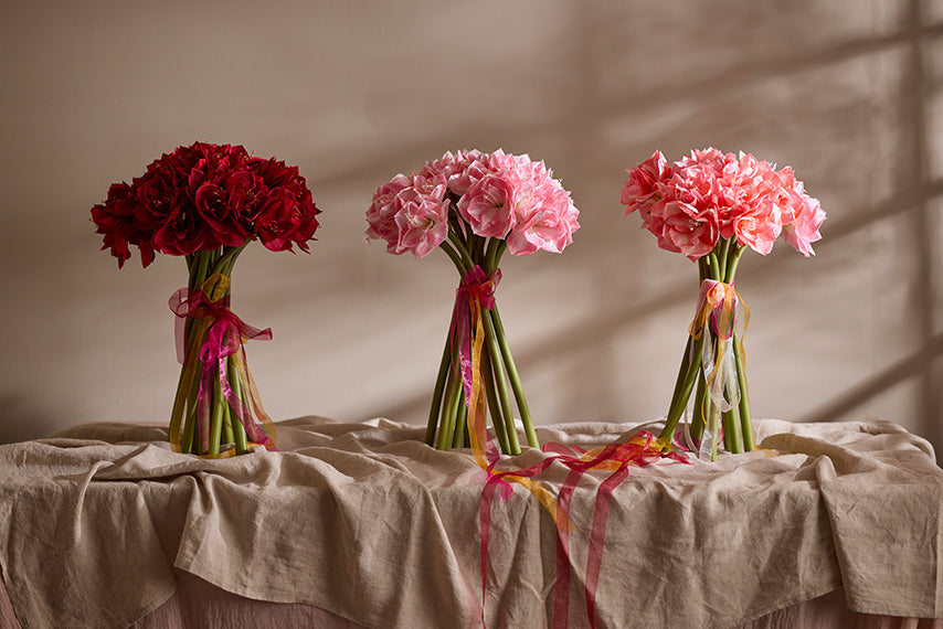 Amaryllis rød 60 cm Mr Plant