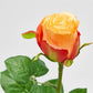 Rose oransje EDG Enzo de Gasperi