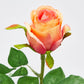 Rose oransje EDG Enzo de Gasperi